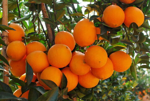 广东华泰农兴农产品交易中心